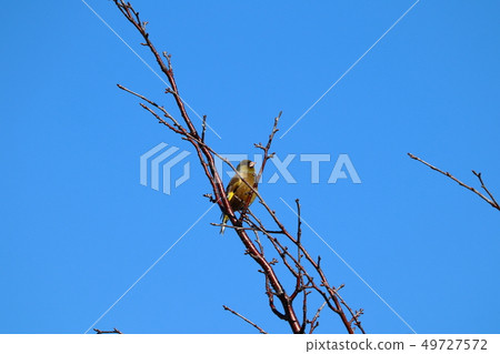 Kawarahiwa which sticks to the tree branch Kawarahiwa which sticks to the tree branch 49727572