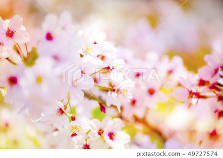 Close-up cherry blossoms background of beautifully blooming full bloom Close-up cherry blossoms background of beautifully blooming full bloom 49727574