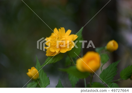 Yae Yamabuki Yae Yamabuki 49727664