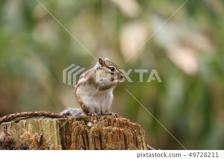 Squirre 49728211