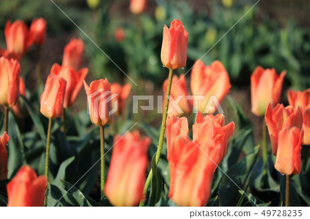 Tulip _ Orange Emperor Tulip _ Orange Emperor 49728235
