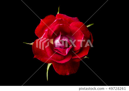 top and close up view of red rose on pink top and close up view of red rose on pink 49728261