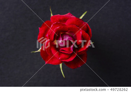 top and close up view of red rose on pink top and close up view of red rose on pink 49728262