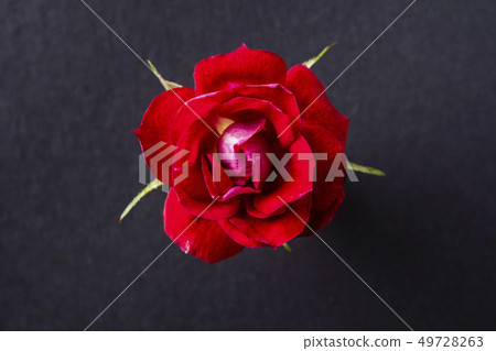top and close up view of red rose on pink top and close up view of red rose on pink 49728263