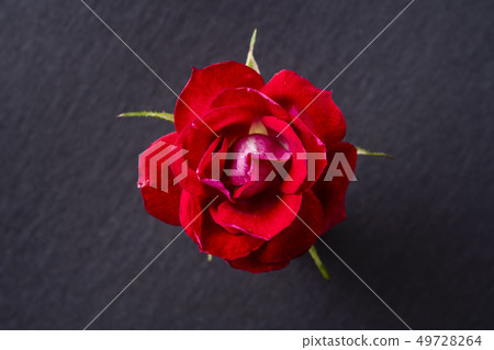 top and close up view of red rose on pink top and close up view of red rose on pink 49728264