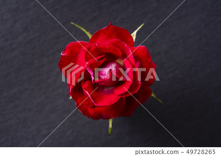 top and close up view of red rose on pink top and close up view of red rose on pink 49728265