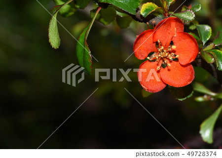 One flower longevity plum One flower longevity plum 49728374