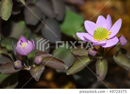 梅花落葉松 梅花落葉松 49728375