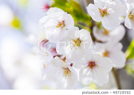 櫻花櫻 櫻花櫻 49728592