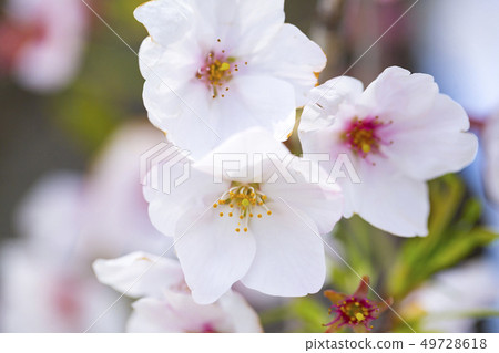 櫻花櫻 櫻花櫻 49728618