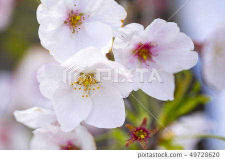 櫻花櫻 49728620
