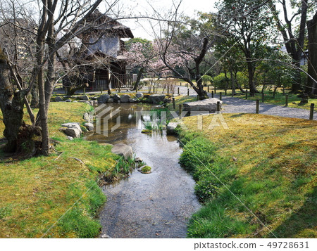 Hakuseien's side flower tower and shuzenjikanzakura Hakuseien's side flower tower and shuzenjikanzakura 49728631