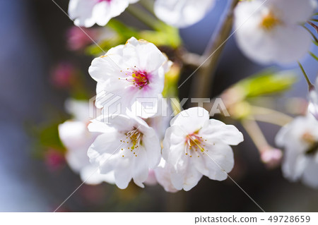 櫻花櫻 49728659