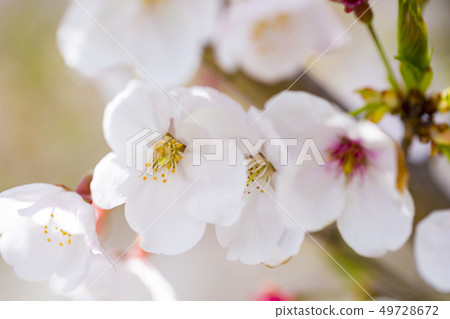 Sakura Sakura Sakura Sakura 49728672