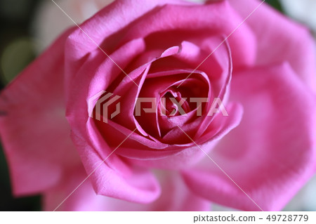 rose rose 49728779