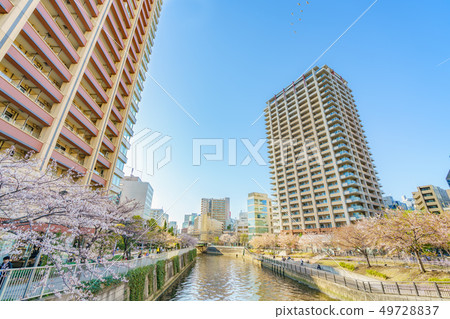 Japanese spring cherry blossoms around Meo Osaki Japanese spring cherry blossoms around Meo Osaki 49728837