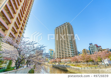 Japanese spring cherry blossoms around Meo Osaki 49728839