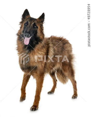 belgian shepherd tervueren 49728954