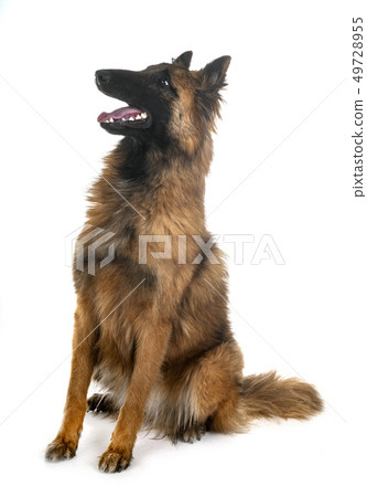belgian shepherd tervueren belgian shepherd tervueren 49728955
