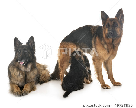 family german shepherd family german shepherd 49728956