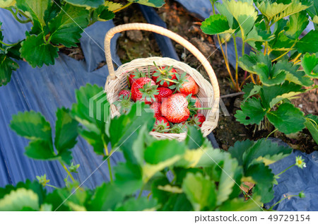 strawberries in basket strawberries in basket 49729154