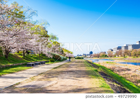 Spring cherry blossoms in Kamogawa riverbed (near Kamo Ohashi) Spring cherry blossoms in Kamogawa riverbed (near Kamo Ohashi) 49729990