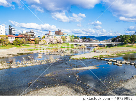 Kyoto Kamogawa in the spring (near Kamo Ohashi) 49729992