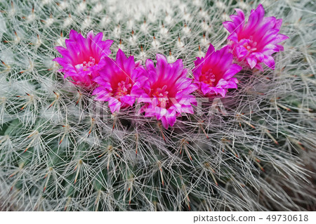 Beautiful flower cactus onion 49730618