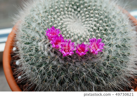 Beautiful flower cactus onion 49730621