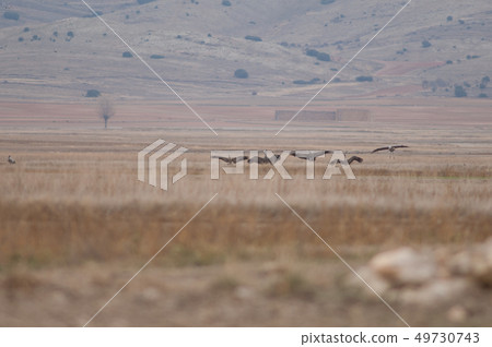 Common cranes (Grus grus). 49730743