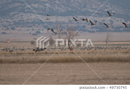 Common cranes (Grus grus). Common cranes (Grus grus). 49730745