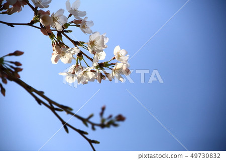 Cherry blossoms and blue sky Cherry blossoms and blue sky 49730832