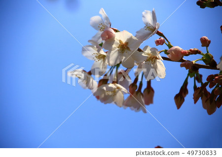 Cherry blossoms and blue sky Cherry blossoms and blue sky 49730833