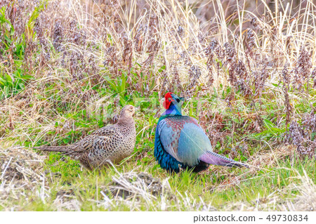 Pheasant's turn Pheasant's turn 49730834