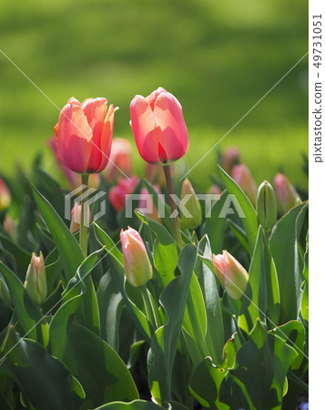 Tulip Tulip 49731051