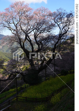 Gourd cherry tree 49731492