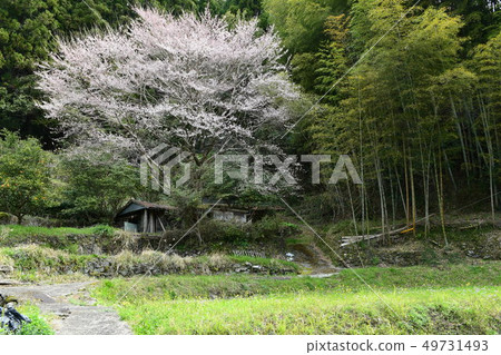 Countryside cherry blossom 49731493