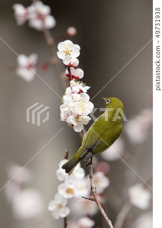 梅羅和梅 49731938