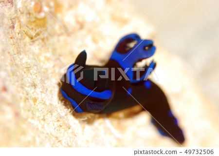 Nudibranch Midori Ryuguumiumius Nudibranch Midori Ryuguumiumius 49732506