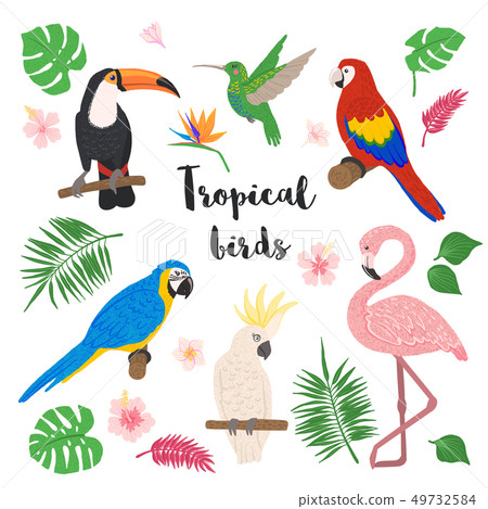 Cute tropical birds set with floral elements. 49732584