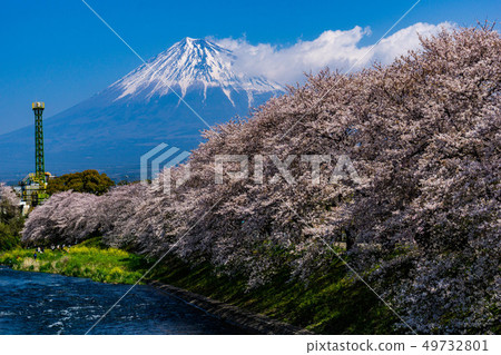 Fuji and cherry blossoms in full bloom Fuji and cherry blossoms in full bloom 49732801
