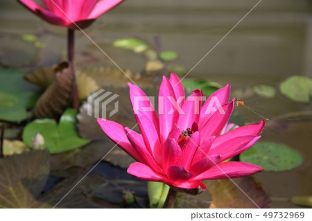 睡蓮/海地獄 睡蓮/海地獄 49732969