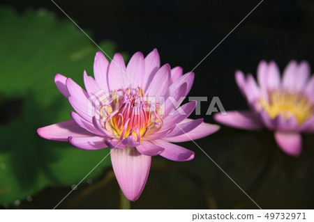 睡蓮/海地獄 睡蓮/海地獄 49732971
