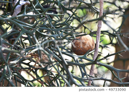 Winter mulberry seed Winter mulberry seed 49733090