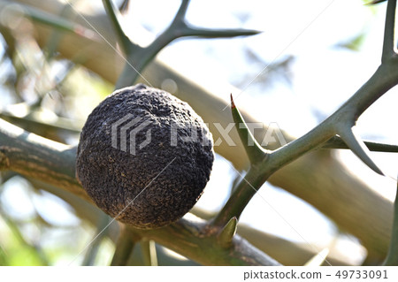 Winter mulberry seed 49733091