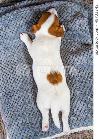 Puppy sleeping on the couch, dog's back top view. Puppy sleeping on the couch, dog's back top view. 49733245