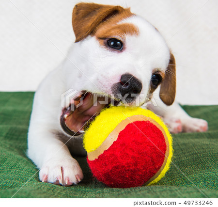 Jack Russell Terrier puppy dog with tennis ball. Jack Russell Terrier puppy dog with tennis ball. 49733246