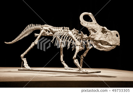 Dinosaur skeleton - Protoceratops 49733305