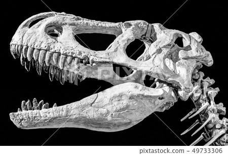 Head of dinosaur 49733306