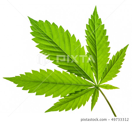 Green cannabis plant  49733312